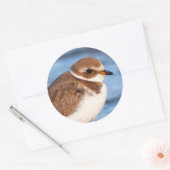 Prachtig Semipalmated Plover bij het strand Ronde Sticker (Envelop)