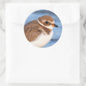 Prachtig Semipalmated Plover bij het strand Ronde Sticker (Tas)