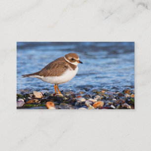 Prachtig Semipalmated Plover bij het strand Visitekaartje