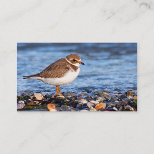 Prachtig Semipalmated Plover bij het strand Visitekaartje (Voorkant)