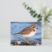 Prachtig semipalmeerd liefje bij strand briefkaart (Staand voorkant)