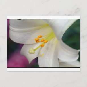 Prachtig terwijl Lily Briefkaart