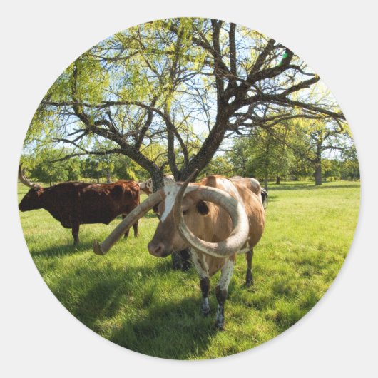 Prachtig Texas Longhorn vee Ronde Sticker (Voorkant)
