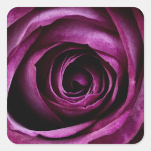 Prachtig violet roos vierkante sticker