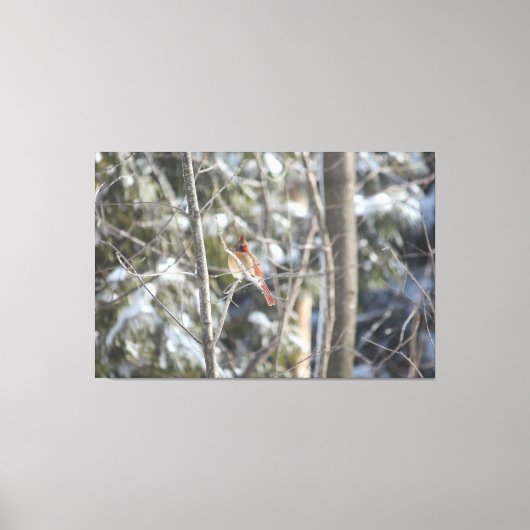 Prachtig Vrouw kardinaal Canvas Afdruk (Voorkant)