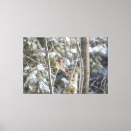 Prachtig Vrouw kardinaal Canvas Afdruk