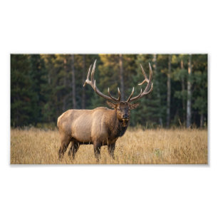 Prachtig wild hert staand in groen bos foto afdruk