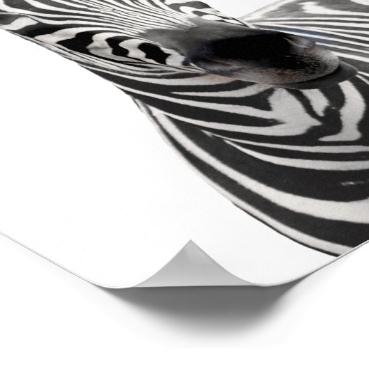 Prachtig Zebra Poster (Hoek)