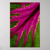 Prachtig zeer rood en groen bladpatroon van cabba poster (Voorkant)