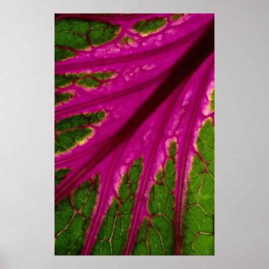 Prachtig zeer rood en groen bladpatroon van cabba poster (Voorkant)