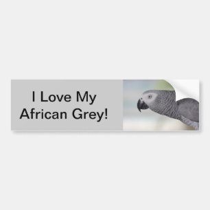 Prachtige Afrikaanse grijze papegaai Bumpersticker