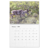 Prachtige Alaska Landschap & Wildlife Fotografie Kalender (Feb 2026)