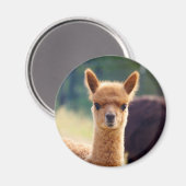 Prachtige Alpaca magneten (Voorkant / Achterkant)