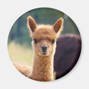 Prachtige Alpaca magneten