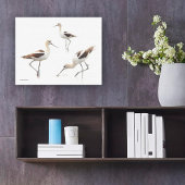 Prachtige American Avocets Shorebirds op het stran Canvas Afdruk