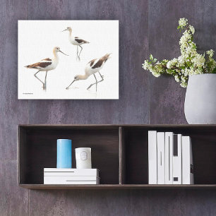 Prachtige American Avocets Shorebirds op het stran Canvas Afdruk
