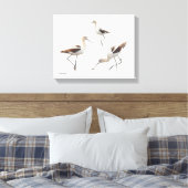 Prachtige American Avocets Shorebirds op het stran Canvas Afdruk (Insitu (Slaapkamer))
