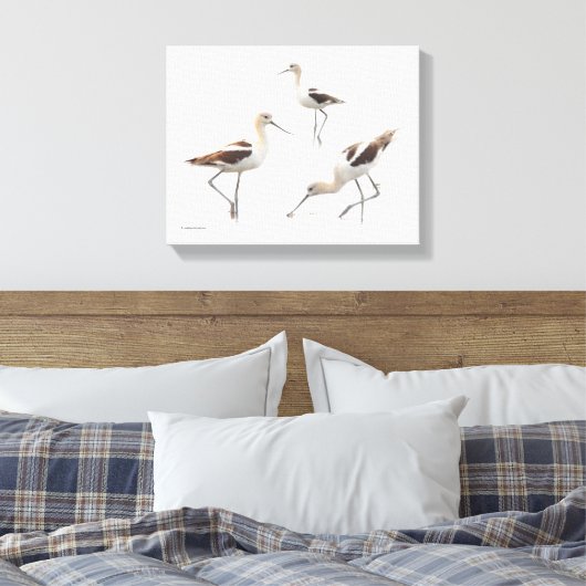 Prachtige American Avocets Shorebirds op het stran Canvas Afdruk (Insitu (Slaapkamer))