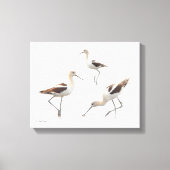Prachtige American Avocets Shorebirds op het stran Canvas Afdruk (Voorkant)