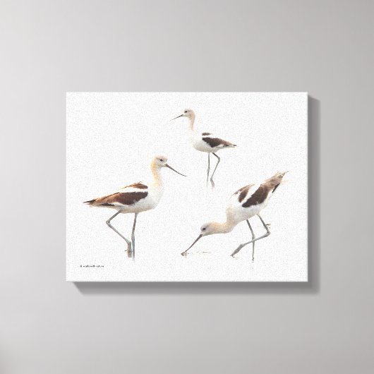 Prachtige American Avocets Shorebirds op het stran Canvas Afdruk (Voorkant)