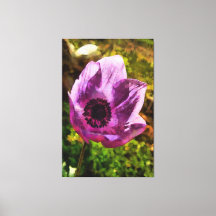 Prachtige Anemone Coronaria Wildflower Painting
