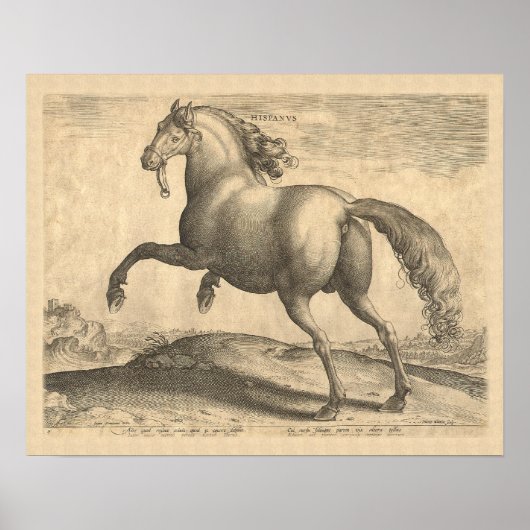 Prachtige Antiek Stallion Elegant Poster (Voorkant)