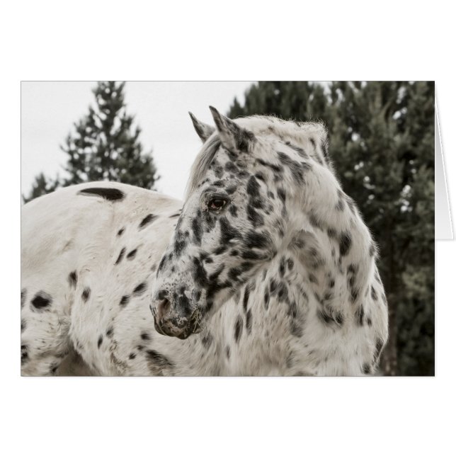Prachtige Appaloosa-paarden, Western, Appy (Voorkant Horizontaal)