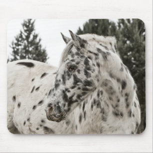 Prachtige Appaloosa-paarden, Western, Appy Muismat