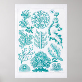 Prachtige Aquarelle Coral Reef Illustratie Poster