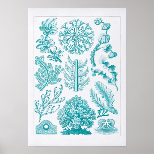 Prachtige Aquarelle Coral Reef Illustratie Poster (Voorkant)