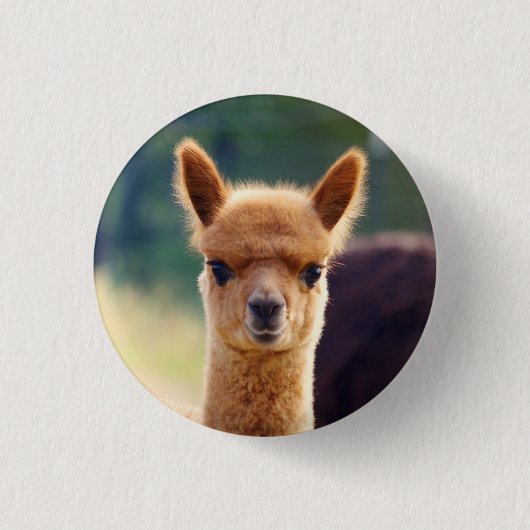 Prachtige Baby Alpaca-Buttonnen Ronde Button 3,2 Cm (Voorkant)