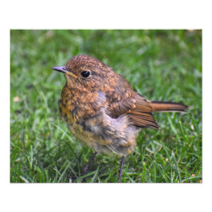Prachtige Baby Robin Foto Afdruk