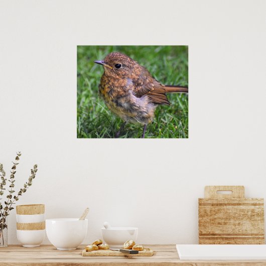 Prachtige Baby Robin Poster (Keuken)