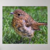 Prachtige Baby Robin Poster (Voorkant)