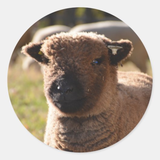 Prachtige Babydoll Southdown Ooien Lamb Ronde Sticker (Voorkant)