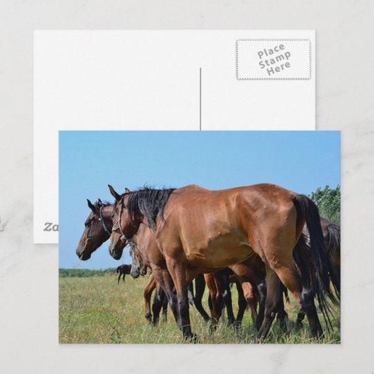 Prachtige Bay Horses Briefkaart (Voorkant / Achterkant)