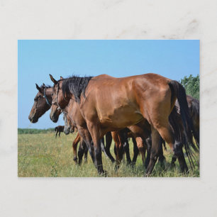 Prachtige Bay Horses Briefkaart