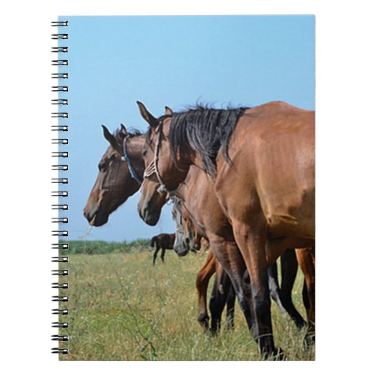 Prachtige Bay Horses Notitieboek (Voorkant)