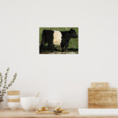 Prachtige Belted Galloway Steer Beltie Poster (Keuken)