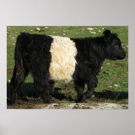 Prachtige Belted Galloway Steer Beltie Poster (Voorkant)
