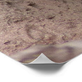 Prachtige Bengaalse witte tijger fotografie Poster (Hoek)