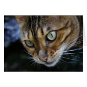 Prachtige Bengal Cat (Voorkant Horizontaal)