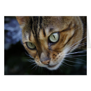 Prachtige Bengal Cat