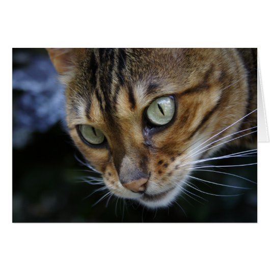 Prachtige Bengal Cat (Voorkant Horizontaal)