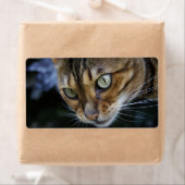 Prachtige Bengal Cat Etiket (Insitu)