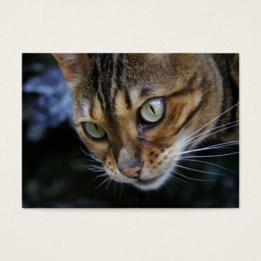 Prachtige Bengal Cat Visitekaartjes (Voorkant)