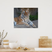Prachtige Bengal Tiger Poster (Keuken)
