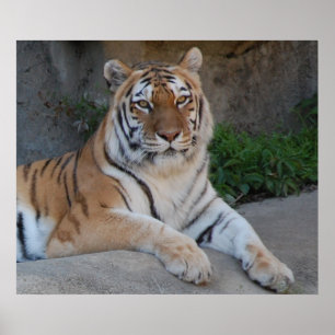 Prachtige Bengal Tiger Poster