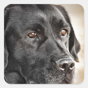 Prachtige Black Labrador Retriever hondenontwerp Vierkante Sticker