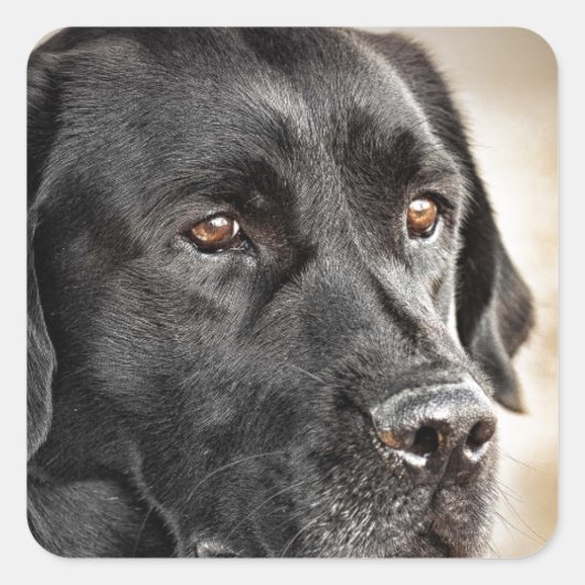 Prachtige Black Labrador Retriever hondenontwerp Vierkante Sticker (Voorkant)